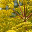 Ferula communis fleur detail